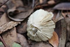 Russula iterika