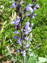 Salvia virgata