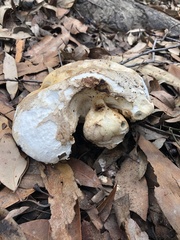 Boletus barrowsii