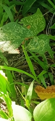 Agriocnemis femina