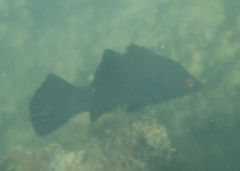 Psammoperca datnioides