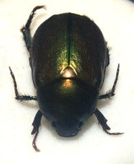 Anomala obsoleta