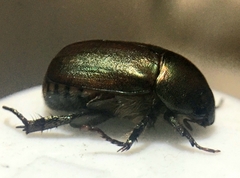 Anomala obsoleta