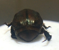 Anomala obsoleta