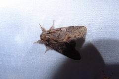 Notodonta griseotincta