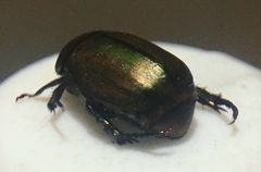 Anomala obsoleta