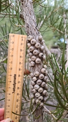 Melaleuca linearis linearis