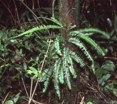 Lindsaea repens sessilis