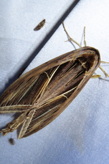 Tarsolepis fulgurifera