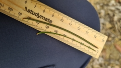 Melaleuca linearis linearis