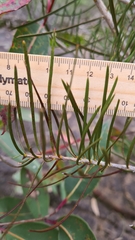 Melaleuca linearis linearis