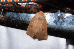 Goniocraspidum pryeri