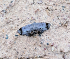 Mecodina albodentata