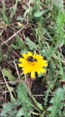 Chasmatopterus villosulus