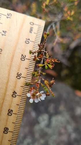 Image of Baeckea brevifolia by (c) Petra Holland, some rights reserved (CC BY)