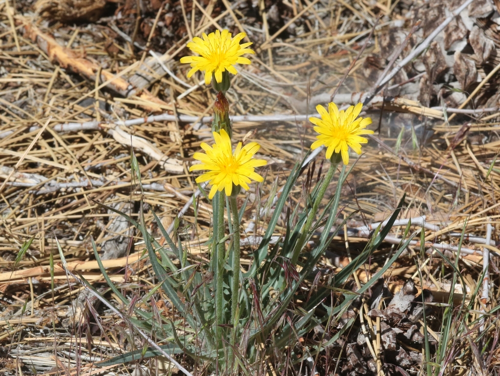 spearleaf agoseris (Mt. Diablo Summit Plants) · iNaturalist