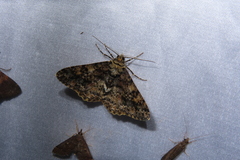 Alcis taiwanovariegata