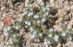 Greeneocharis similis