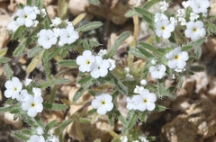 Greeneocharis similis