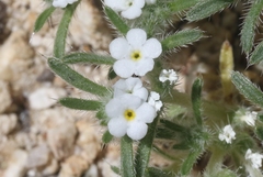 Greeneocharis similis