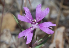 Clarkia xantiana
