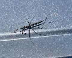 Ranatra quadridentata