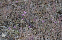 Clarkia xantiana