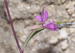 Clarkia xantiana