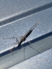 Ranatra quadridentata