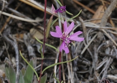 Clarkia xantiana