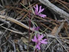 Clarkia xantiana