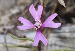 Clarkia xantiana