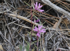 Clarkia xantiana