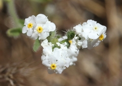 Cryptantha oxygona