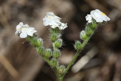 Cryptantha oxygona