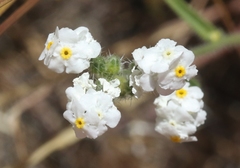 Cryptantha oxygona