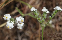 Cryptantha oxygona