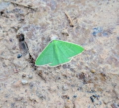 Ornithospila bipunctata