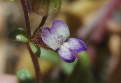 Collinsia callosa
