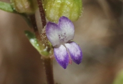 Collinsia callosa