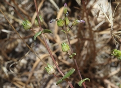 Collinsia callosa