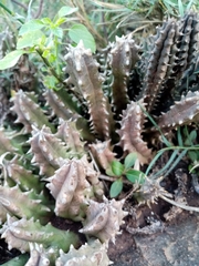 Huernia