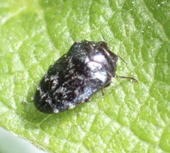 Trachys minutus