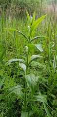 Sonchus palustris