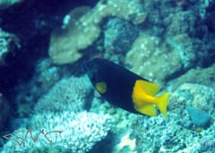 Siganus uspi