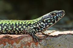 Podarcis muralis