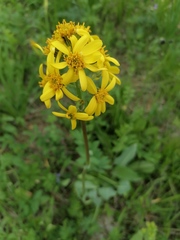 Ligularia glauca