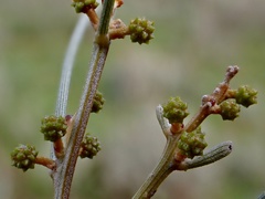 Acacia rigens