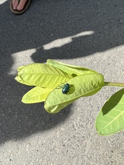 Chrysochus cobaltinus