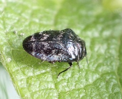 Trachys minutus